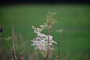 White flowering plant against a green meadow photo