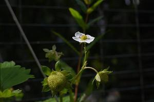 Blooming strawberries turning from blossoms to berries as a closeup photo