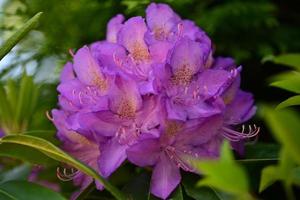 One pink rhodedendronblossom as a close up photo