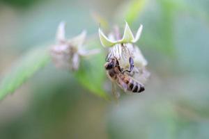 Unripe rashberry on the bush and a bee as a closeup against a blurred background photo