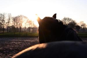 A brown horse from behind during sunset photo