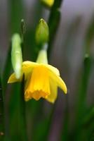 Yellow daffodil blossom as a close up photo