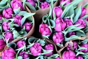 Close up of purple tulips from above photo