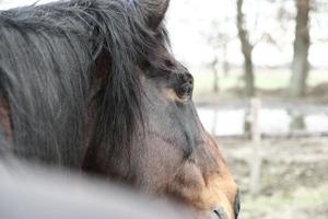 cabeza de un marrón caballo desde detrás foto