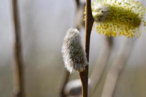 Flowering willow salix salicaceae against a blurred background photo