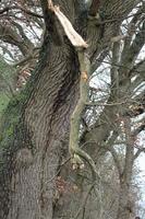 One big tree with a broken branch photo