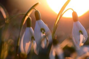 Snowdrops - Galanthus - against a beautyful sunset as a close up photo