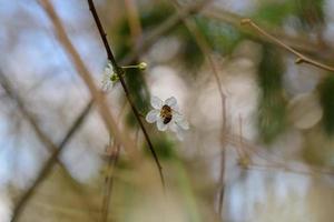 Close up of a bee on a white blossom against a blurred background photo