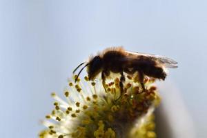 Bee on a flowering willow salicaceae against a blurred background photo