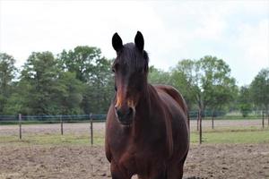 Brown horse standing on a sandy paddock photo