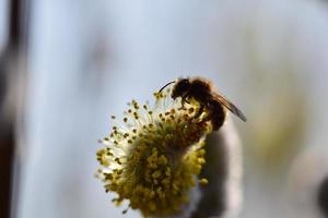 Bee on a flowering willow salicaceae against a blurred background photo