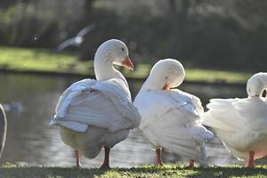 White geese grooming their feathers in the park photo