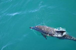 Dolphin off the coast of Hermanus photo