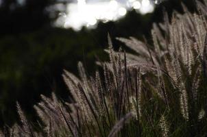 Silver grass at the coastline photo