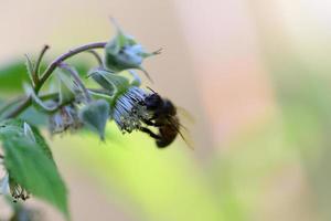 Unripe rashberry on the bush and a bee as a closeup against a blurred background photo