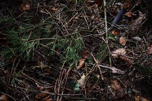 mojado bosque piso con pino agujas como un cerca arriba foto