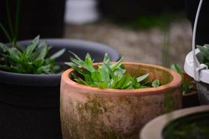 Old Flowerpots with weed on a rainy day as closeup photo