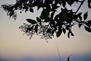 Silhouette of an elderberry branch against a colouful blurred background photo