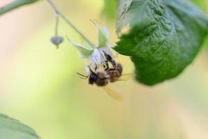 Unripe rashberry on the bush and a bee as a closeup against a blurred background photo