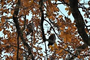Two long eared owls in an oak tree photo