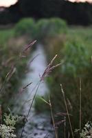 Little streamlet between meadows with greens at the side photo