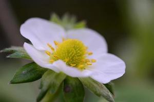 Blooming strawberries turning from blossoms to berries as a closeup photo