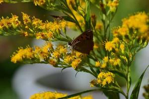 Butterfly on yellow blooming flower as a closeup photo