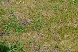 Brown mossy lawn as a close up photo