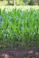 Cornfield with growing plants surrounded by trees photo