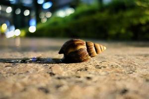 One big housing screw on a pathway at night photo