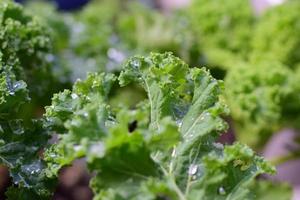 A close up of wet green kale leaves photo
