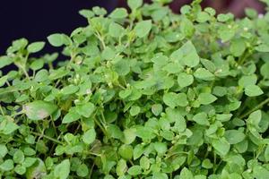 Chickweed as a close up against a dark background photo