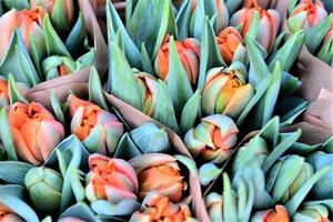 Close up of orange tulips from above photo