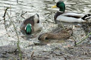 Three ducks in the water of a small river photo