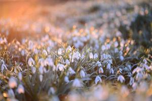 Snowdrop field - Galanthus - against a beautyful sunset photo