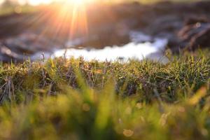Close up of green grass and a puddle at sunset photo