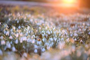Snowdrop field - Galanthus - against a beautyful sunset photo