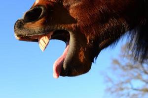 abierto boca de un marrón caballo como un cerca arriba desde el lado foto