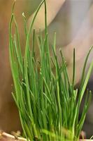 Green chives as a close up against a blurred background photo