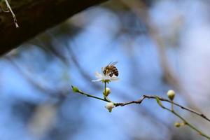 cerca arriba de un abeja en un blanco florecer en contra un borroso antecedentes foto