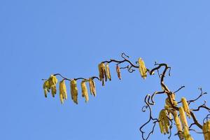 Blooming hazelnut tree from below against a blue sky photo