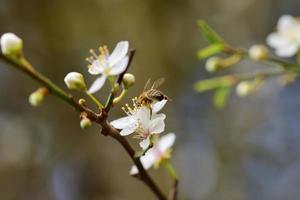 Close up of a bee on a white blossom against a blurred background photo