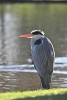 Grey heron sitting at the edge of a pond photo