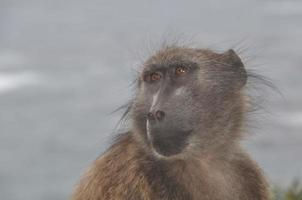 A Portrait of a baboon photo