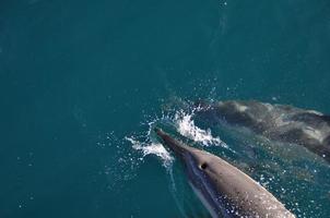 Two Dolpins off the coast of Hermanus photo
