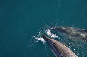 dos delfines apagado el costa de hermanus foto