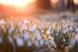 Snowdrop field - Galanthus - against a beautyful sunset photo