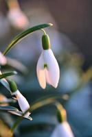 Snowdrop blossom - Galanthus - as a close up photo