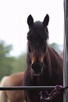 retrato de un marrón caballo en pie en un arenoso paddock foto