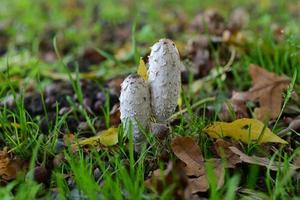 White mashrooms at the edge of the field photo